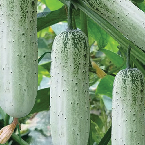 CUCUMBER JIO 30-40 DAYS
